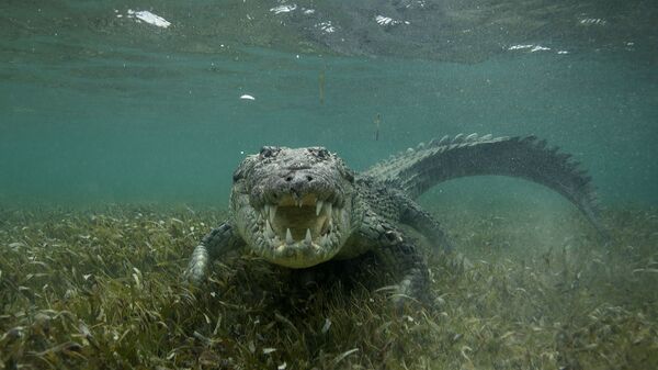Американские морские крокодилы (Мексика) - اسپوتنیک افغانستان  
