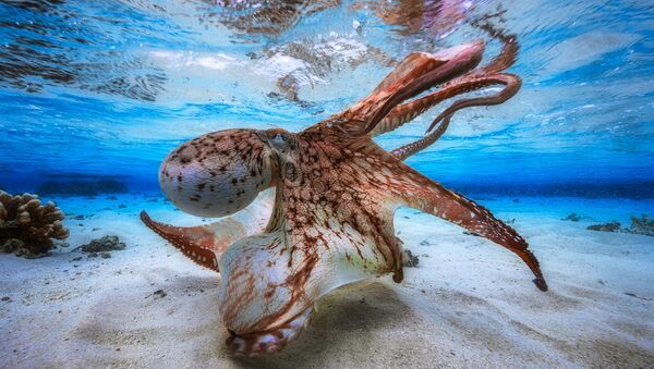 Фотография французского фотографа Gabriel Barathieu Dancing Octopus, победитель конкурса Underwater Photographer of the Year 2017 - اسپوتنیک افغانستان  