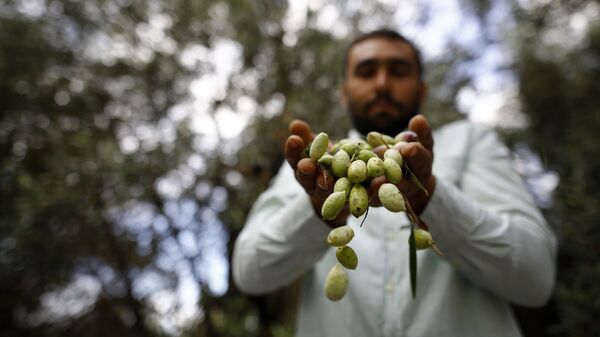 افزایش 140 درصدی حاصلات زیتون در ننگرهار - اسپوتنیک افغانستان  