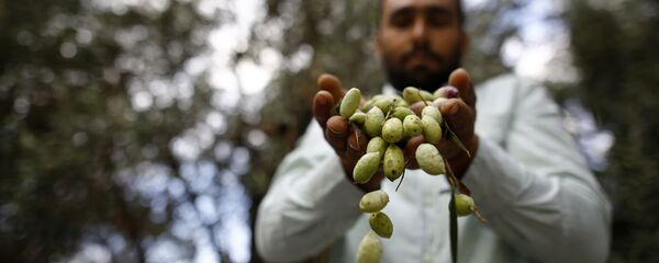 افزایش 140 درصدی حاصلات زیتون در ننگرهار افزایش 140 درصدی حاصلات زیتون در ننگرهار - اسپوتنیک افغانستان
