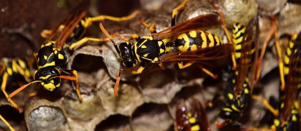 Осы - اسپوتنیک افغانستان  