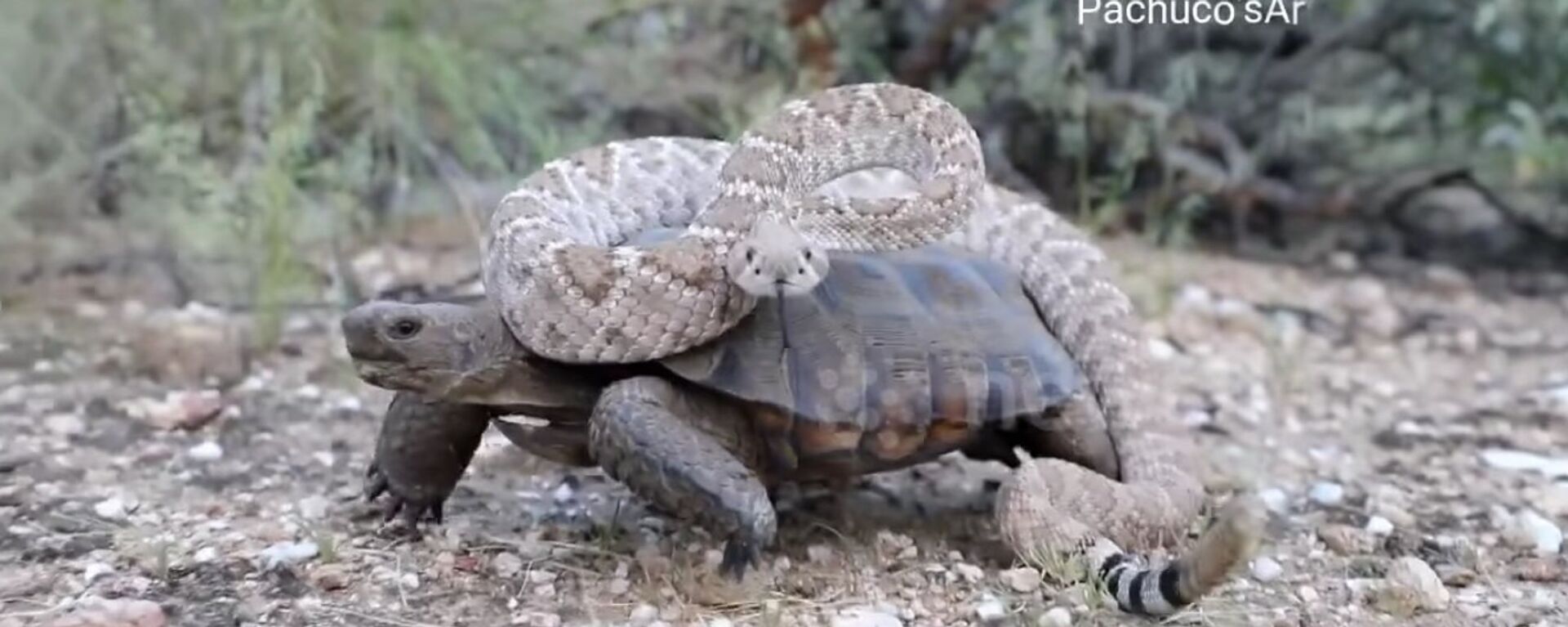 Desert tortoise takes a Rattlesnake for a wild ride! - اسپوتنیک افغانستان  , 1920, 30.10.2017