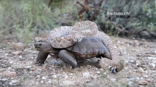 Desert tortoise takes a Rattlesnake for a wild ride! - اسپوتنیک افغانستان  