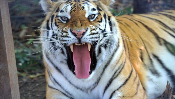 Тигр в сафари-парке Тайган в Белогорском районе в Крыму - اسپوتنیک افغانستان  