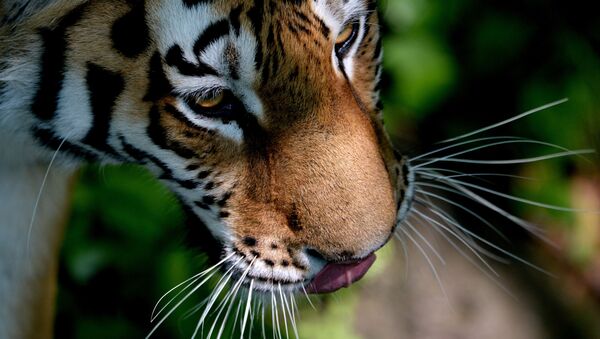Тигры Приморского сафари-парка Амур и Уссури - اسپوتنیک افغانستان  