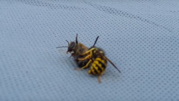 Wasp cuts bee in half - اسپوتنیک افغانستان  