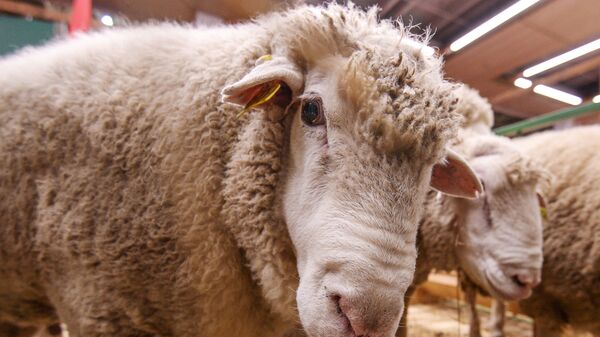 Овца на 18-й Российской агропромышленной выставке Золотая осень на территории ВДНХ - اسپوتنیک افغانستان  