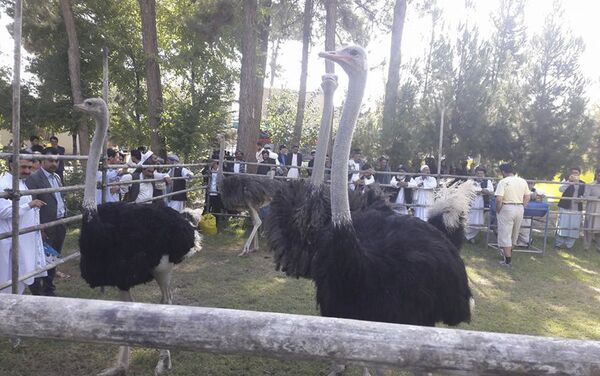 در افغانستان گوشت شتر مرغ جای گوشت گوسفند را می گیرد - اسپوتنیک افغانستان  