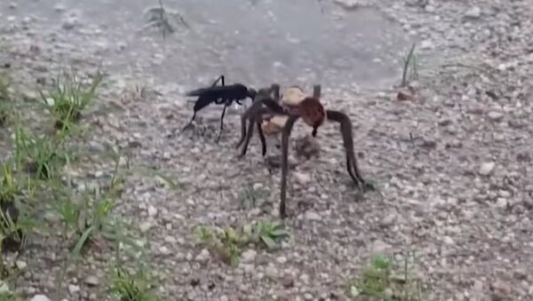 Huge tarantula fights for its life against tiny wasp half its size as death struggle caught on camer - اسپوتنیک افغانستان  