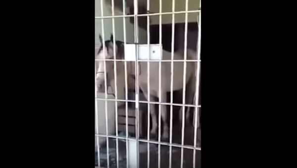 زندانی شدن یک اسب در برازیل+ویدیو - اسپوتنیک افغانستان  