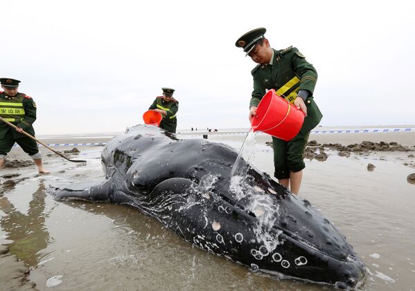 پولیس های چینای یک نهنگ را  که در شهر کیودونگ در ساحل یافتند نجات میدهند - اسپوتنیک افغانستان  