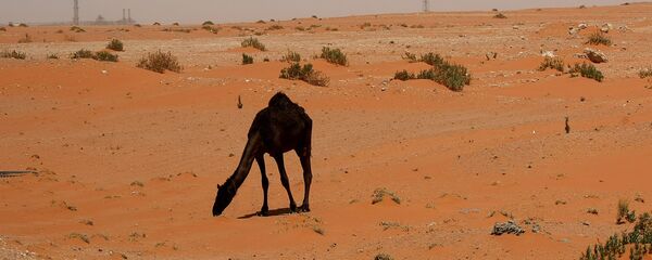 کشف دو میدان گاز و نفت در شمال عربستان کشف دو میدان گاز و نفت در شمال عربستان - اسپوتنیک افغانستان