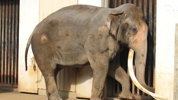 یک فیل صاحبش را کشت و جسدش را پنهان کرد - اسپوتنیک افغانستان  