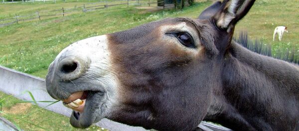 Donkey Donkey - اسپوتنیک افغانستان