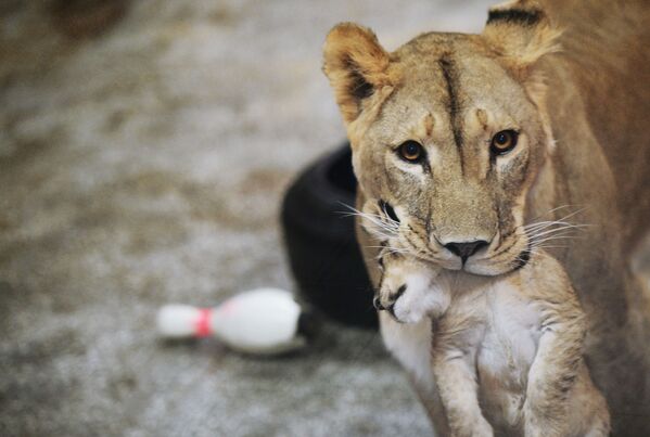 شیرین افریقایی با یکی از سه چوچه هایش که در 30 سپتمبر در باغ وحش اکاترینبورگ به دنیا آمد - اسپوتنیک افغانستان  