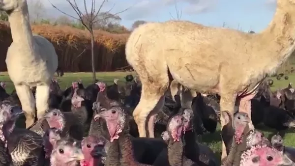Alpacas Protecting Turkeys - اسپوتنیک افغانستان  
