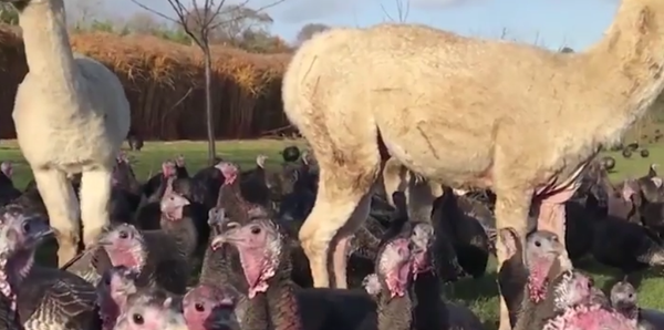 Alpacas Protecting Turkeys - اسپوتنیک افغانستان  
