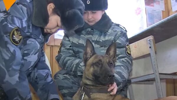 Cloned Guard Dogs of Yakutia - اسپوتنیک افغانستان  