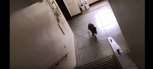 حمله خوک های وحشی بر یک مکتب حمله خوک های وحشی بر یک مکتب - اسپوتنیک افغانستان