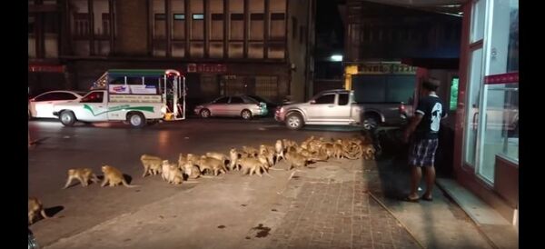 حمله ی میمون ها به یکی از شهرهای تایلند+ویدیو - اسپوتنیک افغانستان  