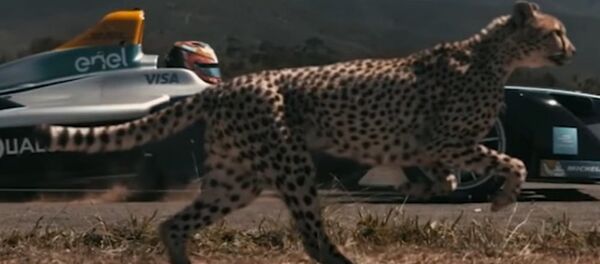 Cheetah vs. Race Car - اسپوتنیک افغانستان  