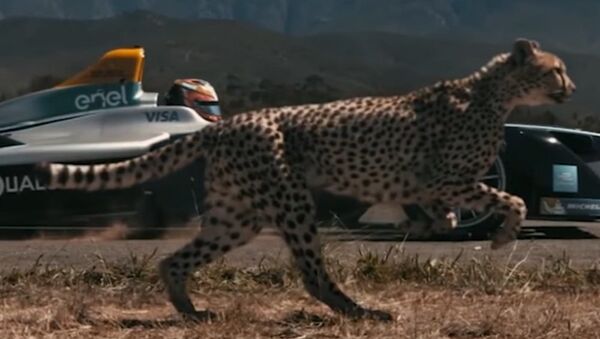 Cheetah vs. Race Car - اسپوتنیک افغانستان  