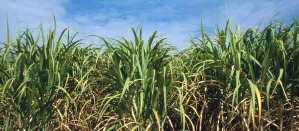 کشاورزان خوست خواستار بازاریابی برای حاصلات نیشکرشان شدند کشاورزان خوست خواستار بازاریابی برای حاصلات نیشکرشان شدند - اسپوتنیک افغانستان