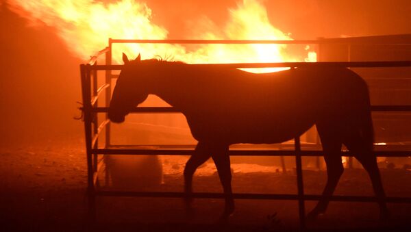 در کالیفرنیا به علت آتش سوزی 46 اسب مسابقه کشته شدند - اسپوتنیک افغانستان  