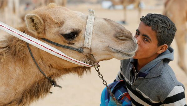 11-летний жоккей Айман перед началом международных верблюжьих гонок в пустыне рядом с египетским городом Исмаилия - اسپوتنیک افغانستان  