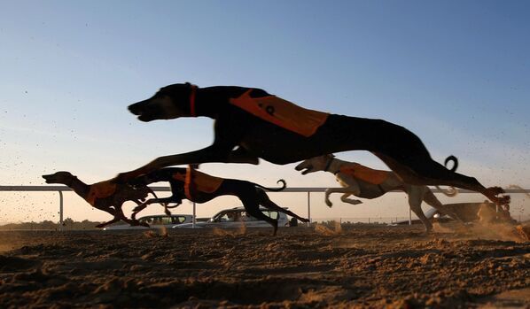سگ های عربی سالوکی در جشنواره شتر الدفرا در امارات متحده عربی - اسپوتنیک افغانستان  