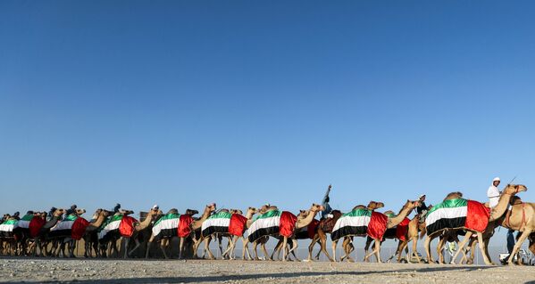 جشنواره شتر الدفرا در امارات متحده عربی - اسپوتنیک افغانستان  