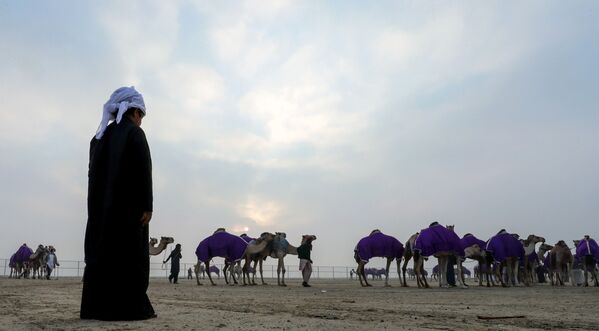 جشنواره شتر الدفرا در امارات متحده عربی - اسپوتنیک افغانستان  