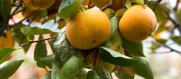 Сбор хурмы в Сочи - اسپوتنیک افغانستان  