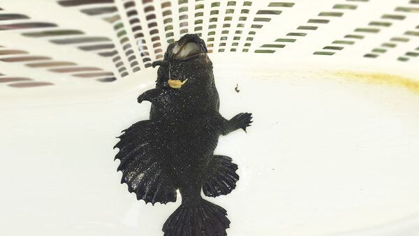 ماهی عجیب با سه پا - اسپوتنیک افغانستان  