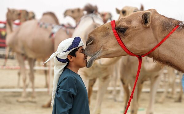 جشنوارۀ شتر الدافراء در امارات متحده عربی - اسپوتنیک افغانستان  