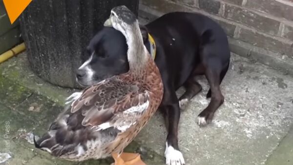 Duck Is In Love With Dog - اسپوتنیک افغانستان  