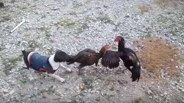 جلوگیری از جنگ مرغ ها توسط سگ+ویدیو - اسپوتنیک افغانستان  