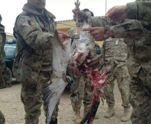 پرنده جاسوس در هرات - اسپوتنیک افغانستان  