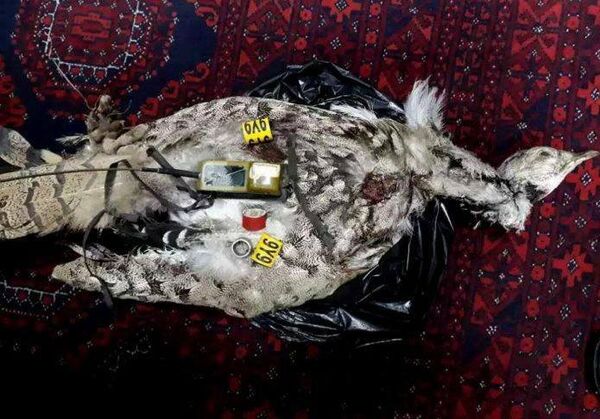 پرنده جاسوس در هرات - اسپوتنیک افغانستان  