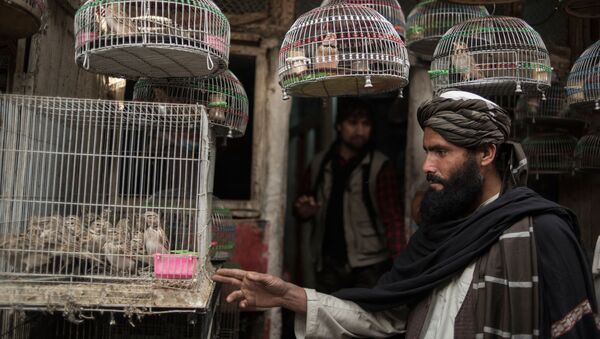 Покупатель на птичьем рынке в Кабуле - اسپوتنیک افغانستان  