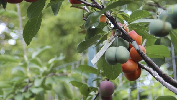 درخت پرورشی در امریکا 40 نوع میوه می دهد - اسپوتنیک افغانستان  