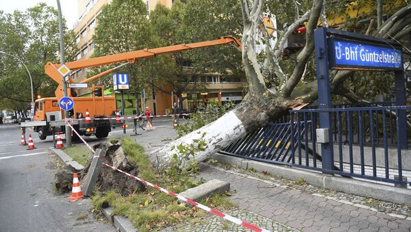 Поваленное во время шторма дерево в центре Берлина - اسپوتنیک افغانستان  