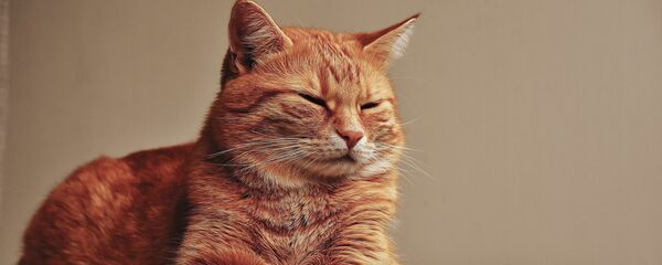 تلاش خنده دار گربه برای گرفتن ماهی از زیر یخ + ویدیو تلاش خنده دار گربه برای گرفتن ماهی از زیر یخ + ویدیو - اسپوتنیک افغانستان