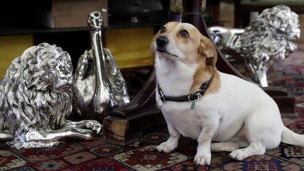 Собака сидит около декоративных животных из серебра в магазине Silber Sturm в Вене, Австрия - اسپوتنیک افغانستان  