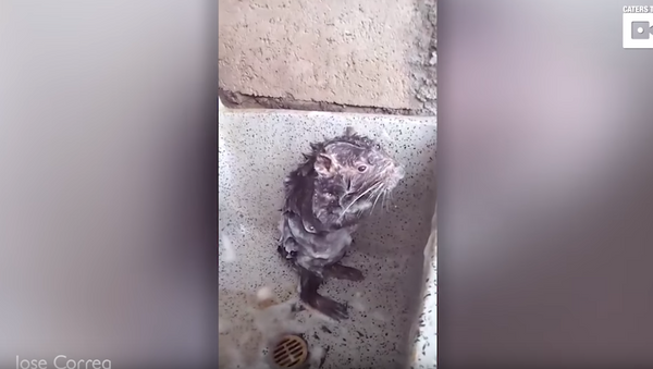 Rat Bath: Peruvian Rodent is Serious About Hygiene - اسپوتنیک افغانستان  