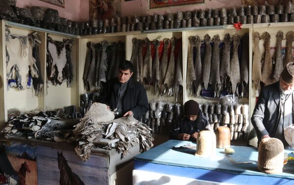 تولیدات پوست قره قل در افغانستان - اسپوتنیک افغانستان  