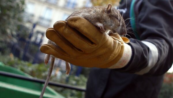 آزمایش «مینی گیوتین یا برشکار کوچک» برای از بین بردن موش های صحرایی در فرانسه + ویدیو - اسپوتنیک افغانستان  
