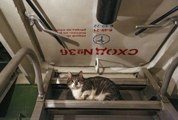 گربه در عرشه کشتی سنگین هواپیمابر آدمیرال کوزنتسوف - اسپوتنیک افغانستان  
