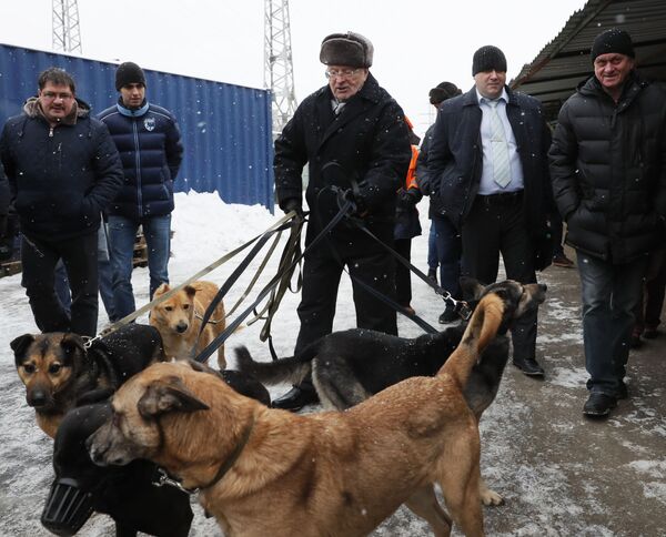 ولادیمیر ژیرینوفسکی، رهبر حزب لیبرال دموکرات روسیه در حال بازدید از پرورشگاه سگ های ولگرد. - اسپوتنیک افغانستان  