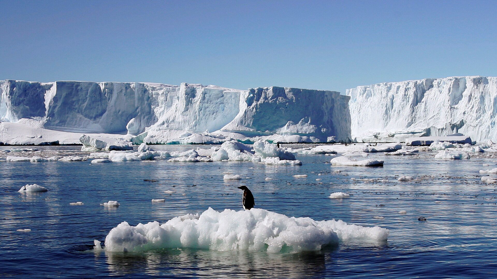 Пингвин Адели на льдине в Антарктиде  - اسپوتنیک افغانستان  , 1920, 01.01.2022